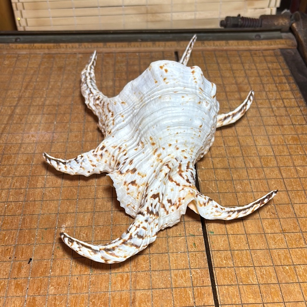 Spider Conch Natural White Brown Shell 10”Lx6.5”Wx2.75”H Beach Bath 11.4oz - Picture 6 of 17